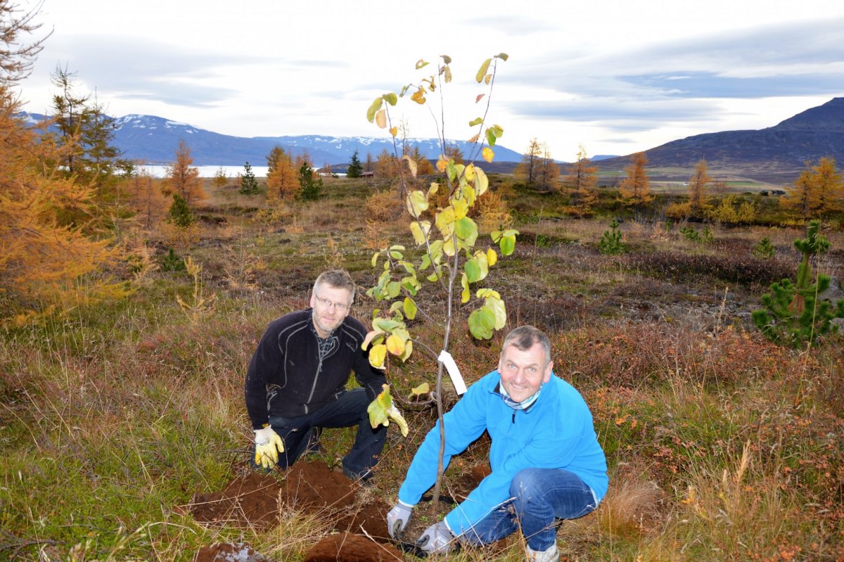 Fyrstu eplatrén í landi sveitarfélagsins