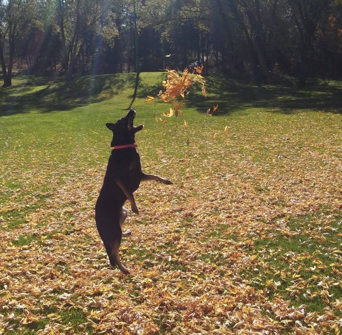 Dýralæknir væntanlegur í Dalvíkurbyggð
