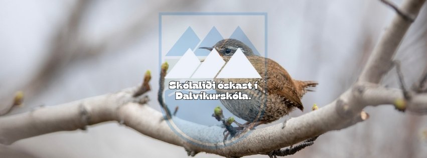 Skólaliði - Dalvíkurskóli