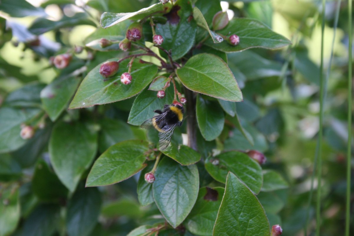 Opnunartími Skrifstofa Dalvíkurbyggðar frá 11. júlí - 5. ágúst