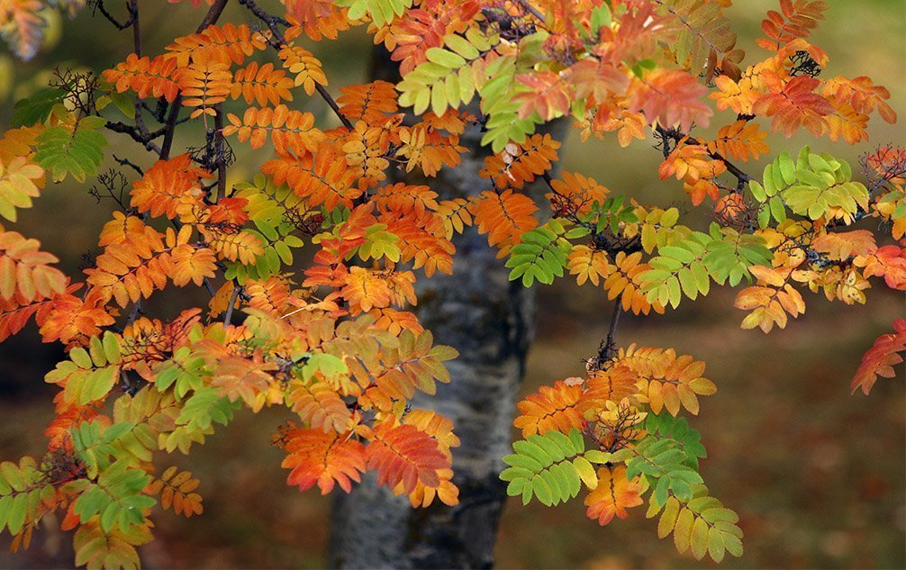 Haustfrí 23. og 24. október
