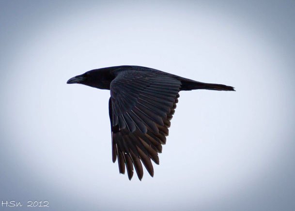 Hátt fljúga hrafnarnir