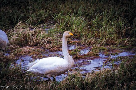 Svanir á tjarnir og þrestir í tún