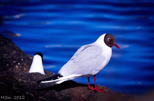 Hettumáfurinn hreiðrar sig