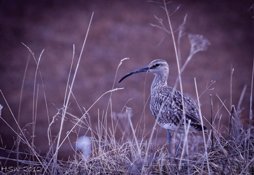 Vetrar úti þá er þraut