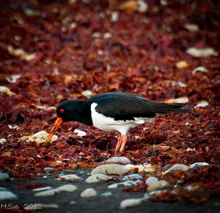 Tjaldurinn er kominn