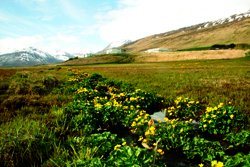 Náttúrusetrið formlegur umsjónaraðili Friðlandsins