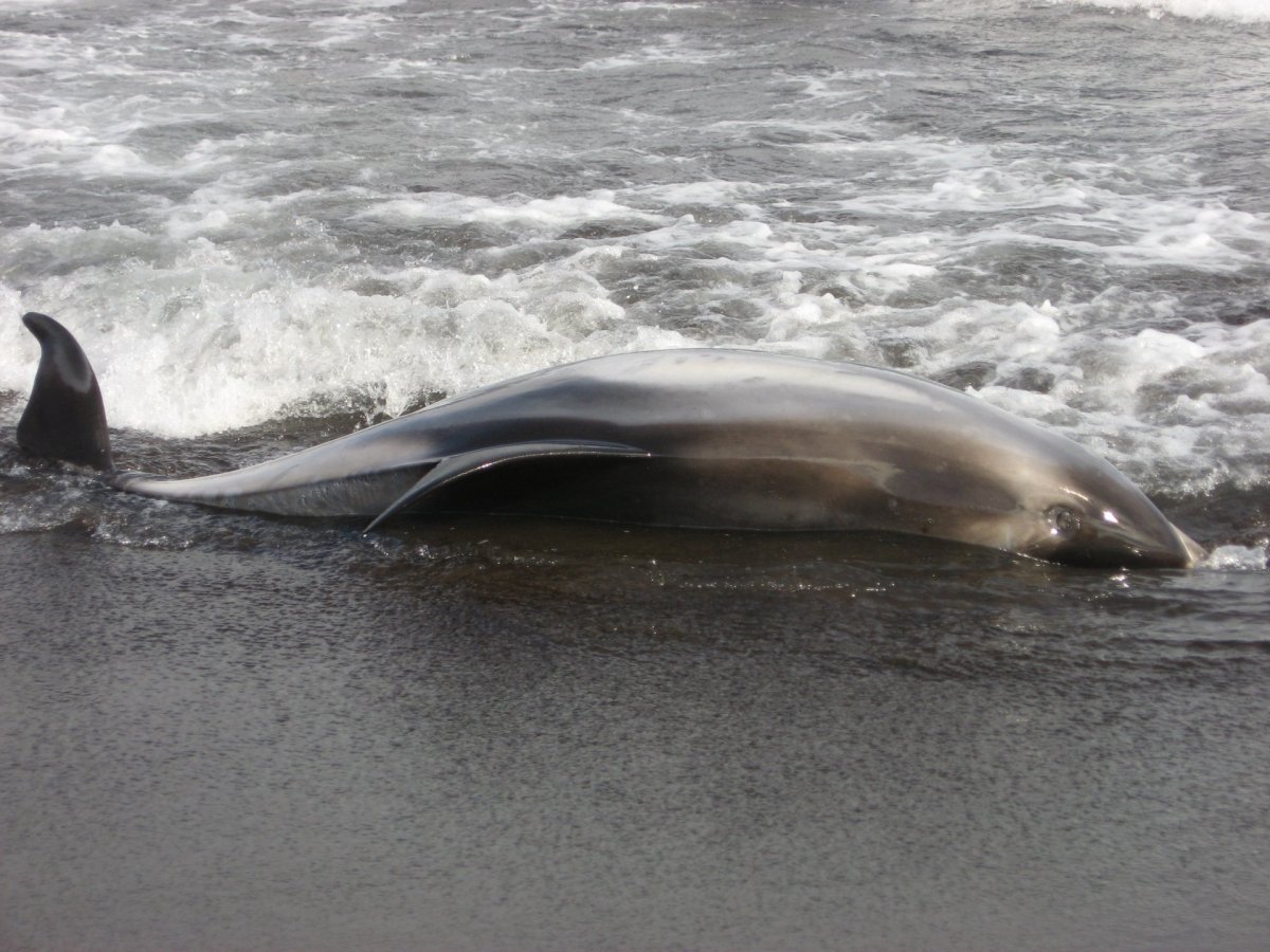 Höfrungur strandaði á sandinum