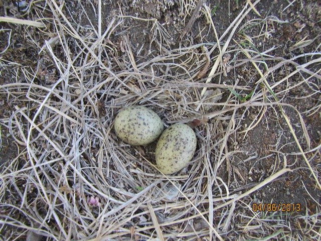 Hreiðraleit austur á sandi