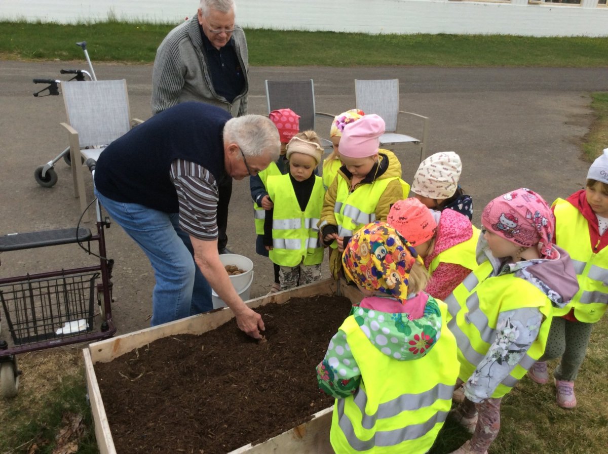 Kátakot setur niður Kartöflur með heimilsfólkinu á Dalbæ
