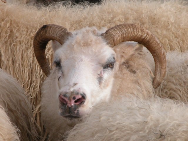 Göngur og réttir í Dalvíkurbyggð