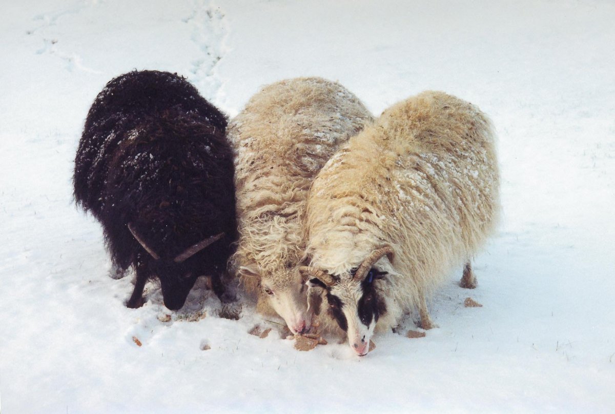 Frá fjallskilanefnd Árskógsstrandar