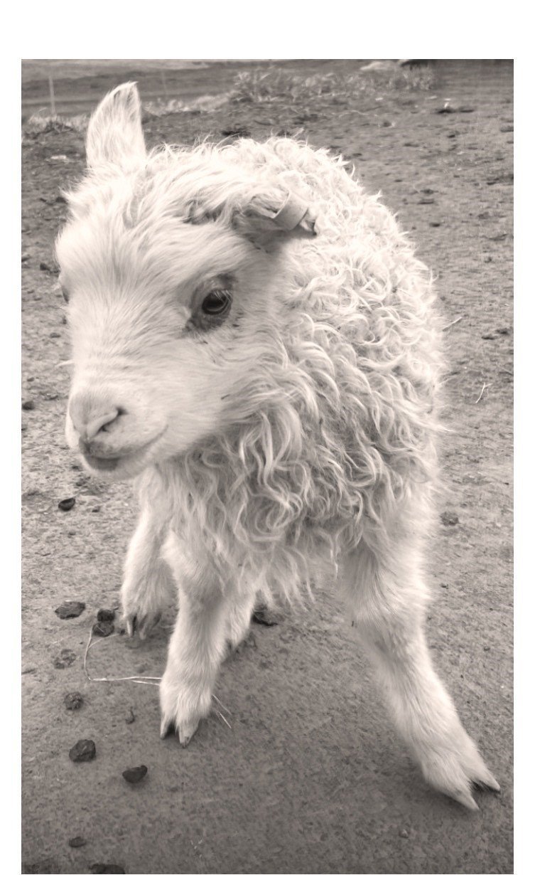 Tungurétt 100 ára – Gangnamaðurinn hylltur