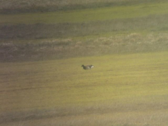 Fuglaskoðun - Skyggnst eftir margæs