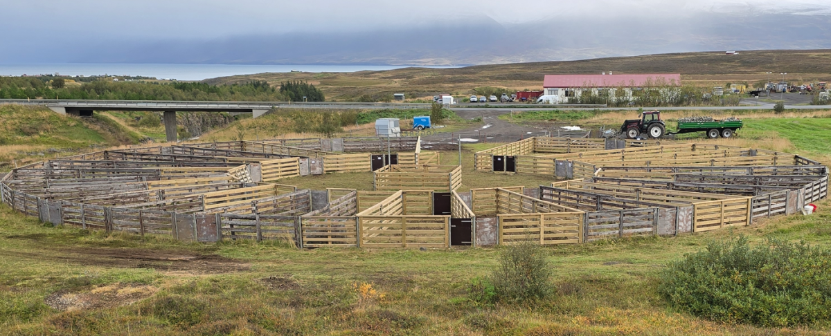 Göngur og réttir gengu almennt vel í Dalvíkurbyggð.