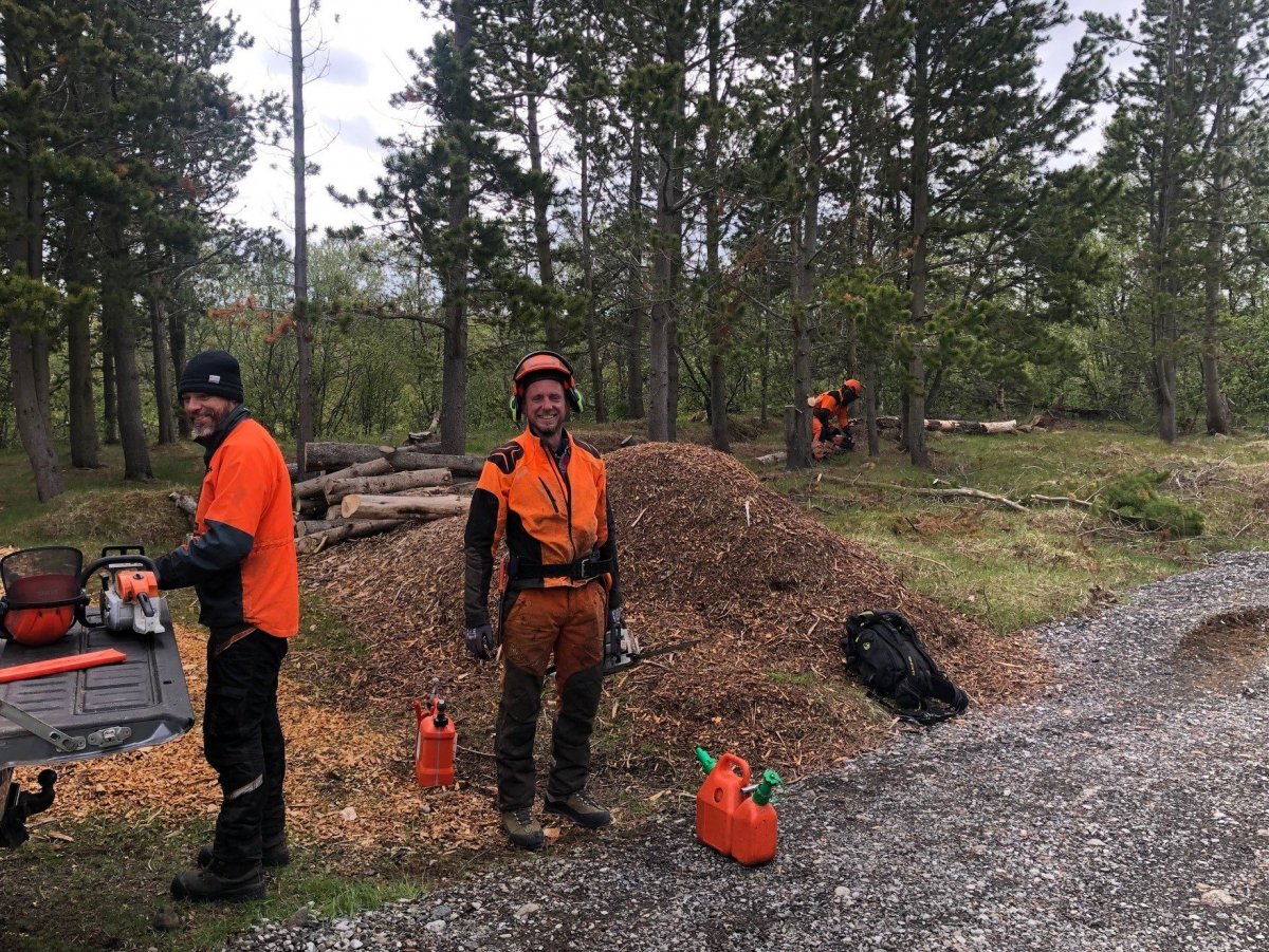 Skógarhöggsvinna og grisjun hafin í Brúarhvammsreit