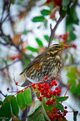 Þröstur minn góður
