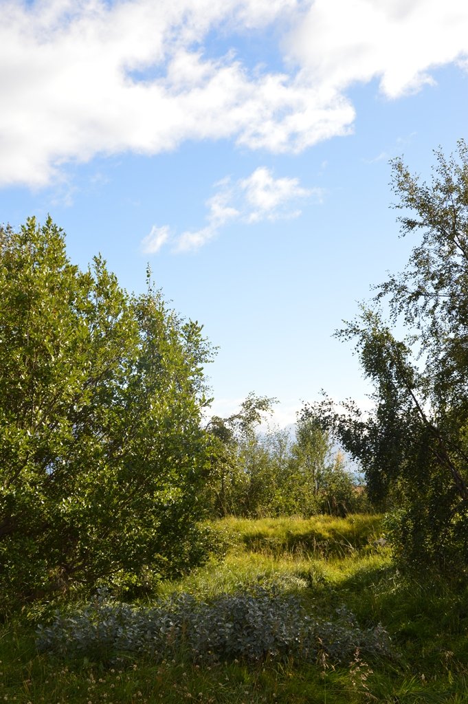 Hausthátíð í skógarreitnum neðan við Brekkusel