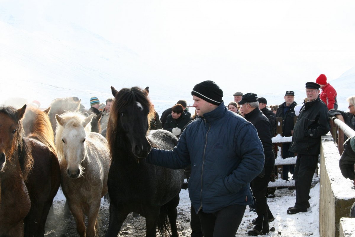 Stóðréttir í Svarfaðardal