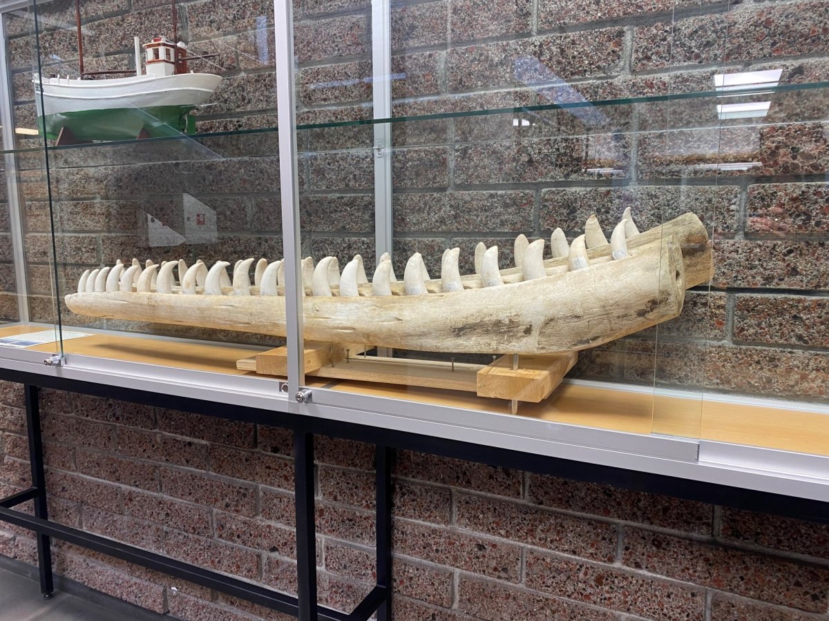 Kjálki úr búrhval til sýnis í ráðhúsinu.