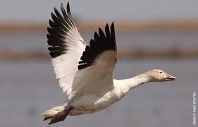 Nýjustu fréttir af Furðugæs