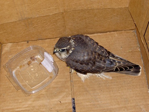 Laskaður smyrill fær umönnun