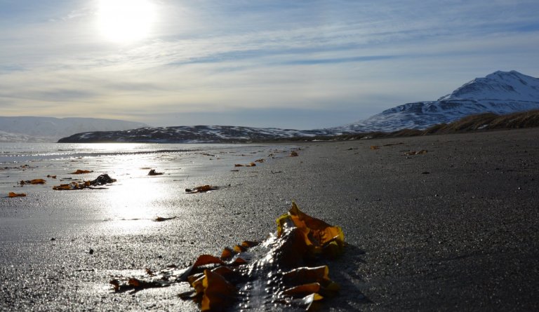 Opið fyrir umsóknir í Nýsköpunar- og þróunarsjóð Dalvíkurbyggðar