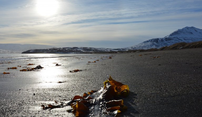 Íþrótta- og æskulýðsráð Dalvíkurbyggðar auglýsir eftir umsóknum í Afreks- og styrktarsjóð