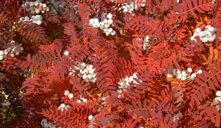 Göngur og réttir í Dalvíkurbyggð