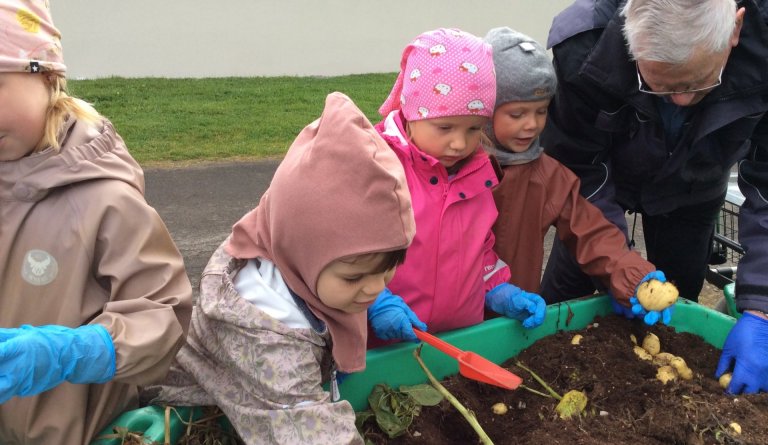 Kartöflur teknar upp á Dalbæ.