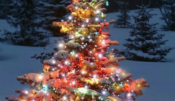 Ert þú með jólatré í garðinum?