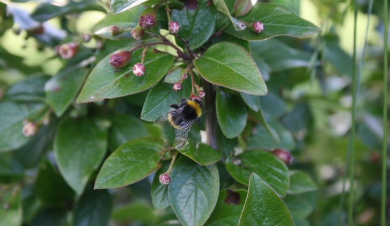 Laust til umsóknar - Innheimtufulltrúi