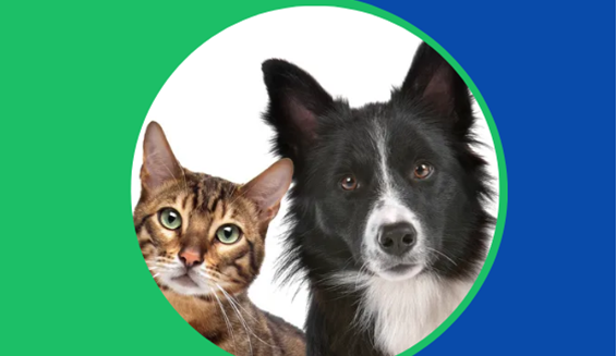 Hunda- og kattahreinsun í Dalvíkurbyggð