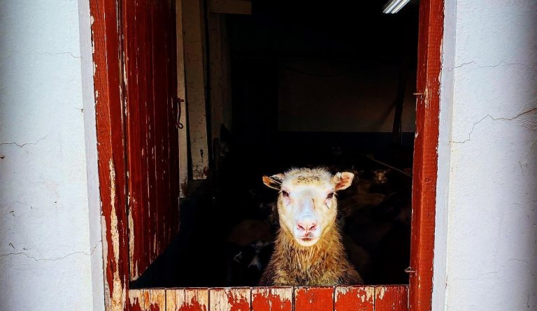 Fjárréttir í Dalvíkurbyggð