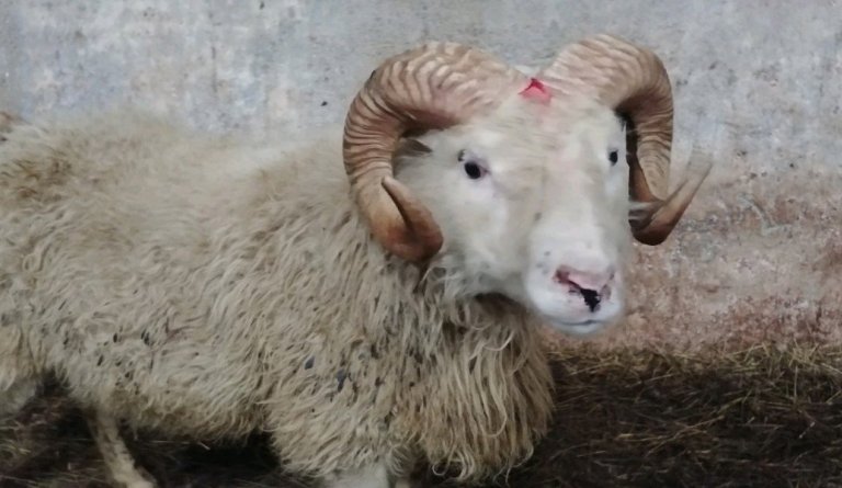 Fyrsti T137 hrúturinn fundinn á Stóru-Hámundarstöðum