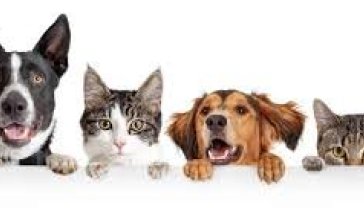 Aukadagur í hreinsun fyrir hunda og ketti í Dalvíkurbyggð.