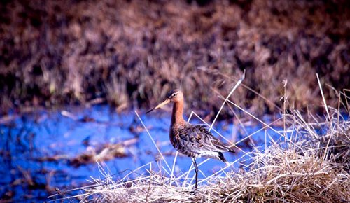 Jaðrakaninn minnir á safnadaginn