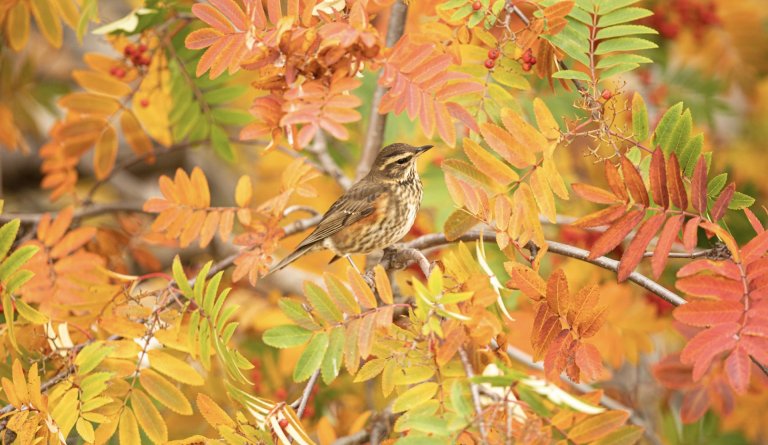 Kynningarfundir og gönguferðir vegna framtíðaráætlana í skógarreitunum Bögg og Brúarhvammsreit.