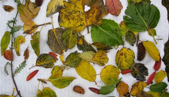 Útikennsla hjá yngri börnum 5. október