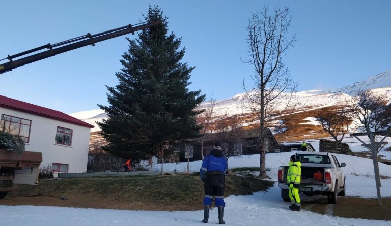 Vantar þig að losna við grenitré úr garðinum?