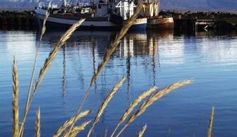 Endurbygging trébryggju við suðurgarð