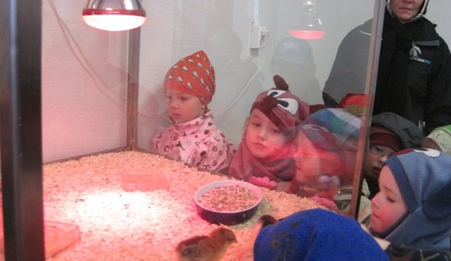 Ungaskoðun og Krílakot í heimsókn