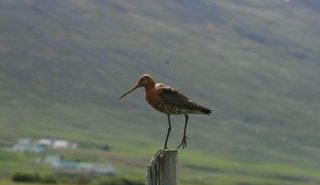 Fuglaskoðun á sunnudaginn
