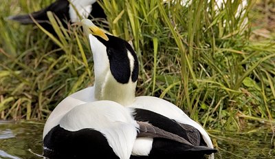 Fugl fyrir milljón - Ljósmyndasamkeppni á Tröllaskaga