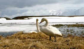 Fuglaferðir í maí og júní