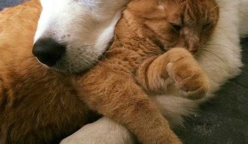 Hunda- og kattahreinsun í Dalvíkurbyggð.