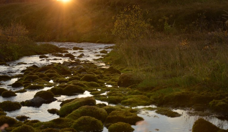 Mismunandi einkenni - Kórónuveira, kvef eða flensa?
