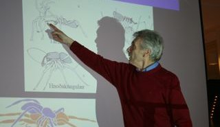 Kóngulær i blíðu og stríðu