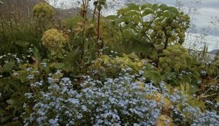 Dagur hinna villtu blóma 18. júní