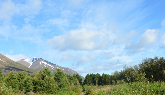 Skógreiturinn Böggur